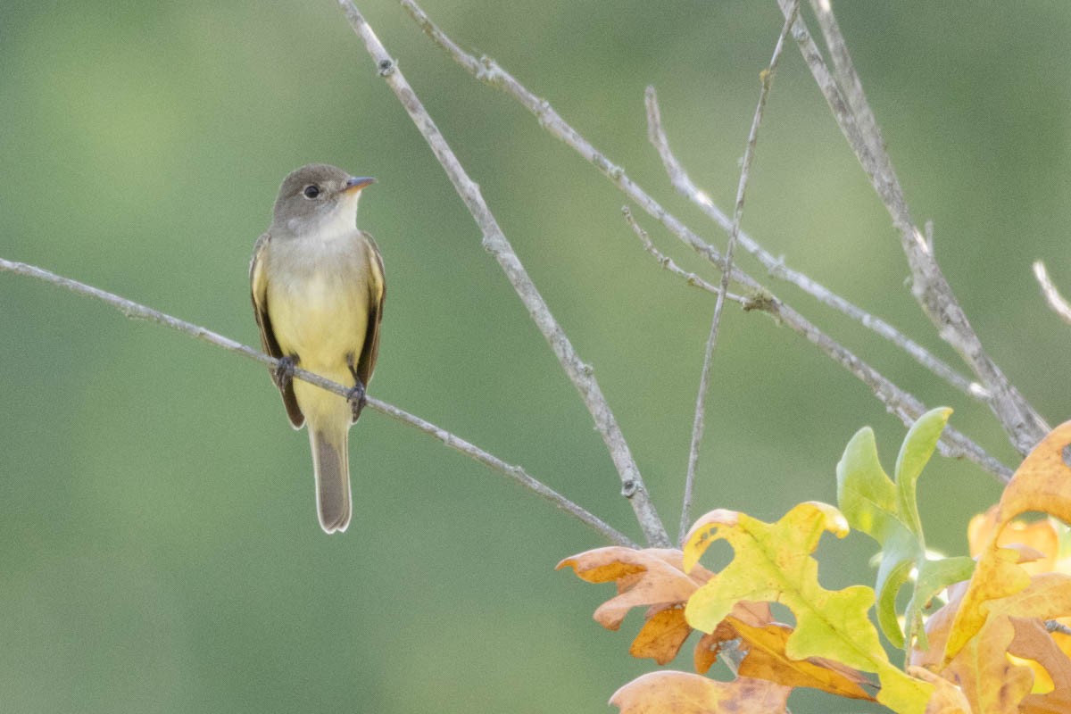 Willow Flycatcher - Pete Followill