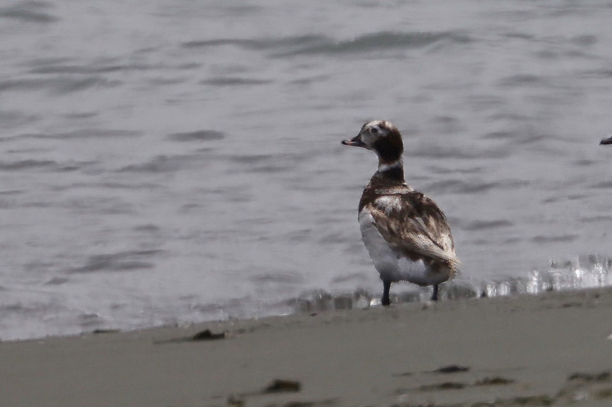 Long-tailed Duck - ML620492150