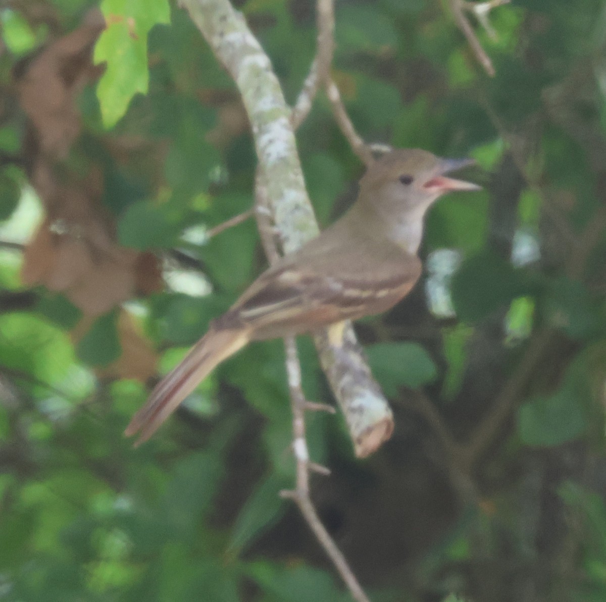 Great Crested Flycatcher - ML620492152