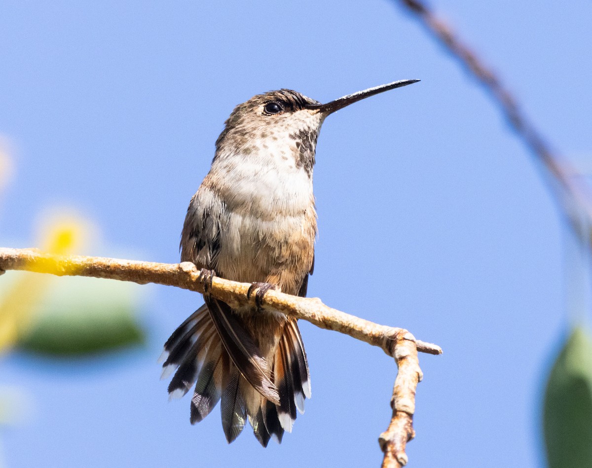 Allen's Hummingbird - ML620492153
