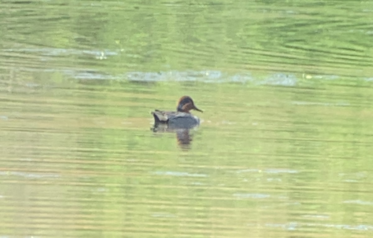 Green-winged Teal - ML620492155