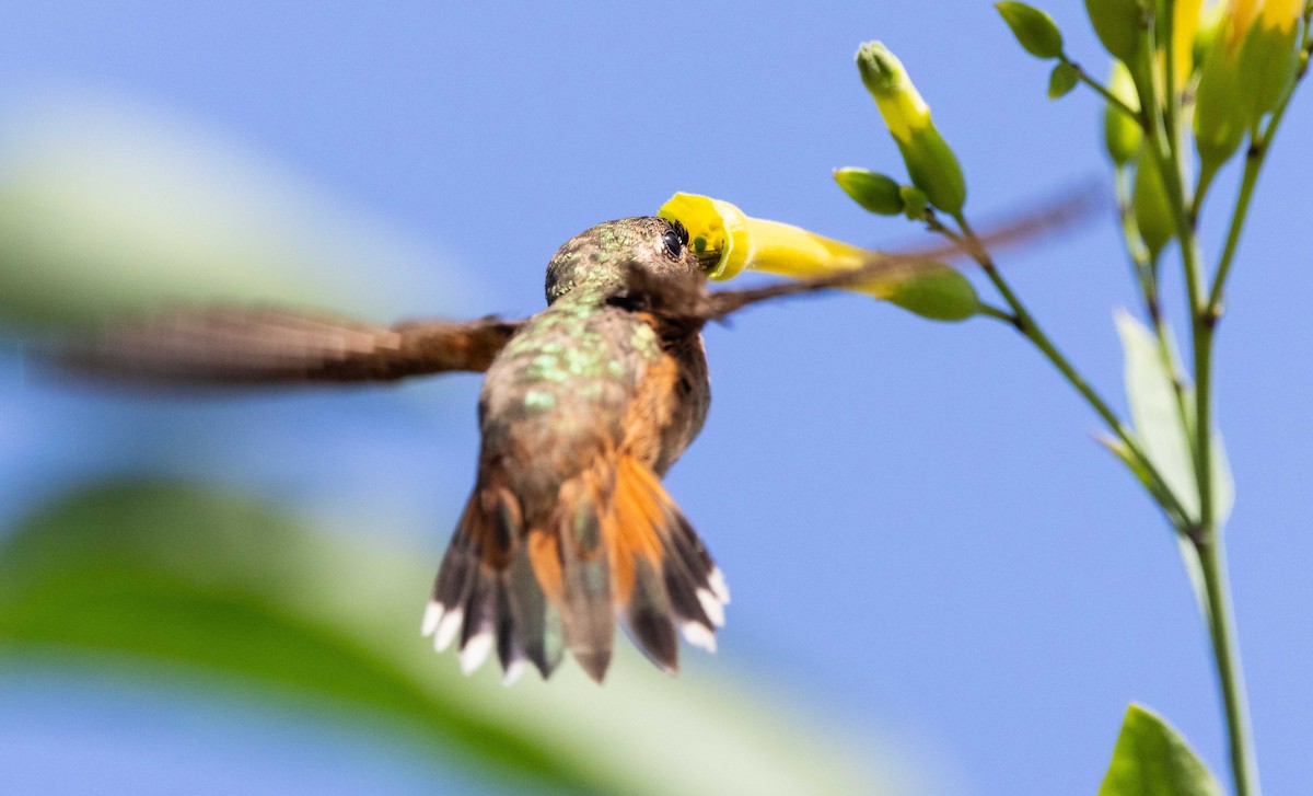 Colibrí de Allen - ML620492161