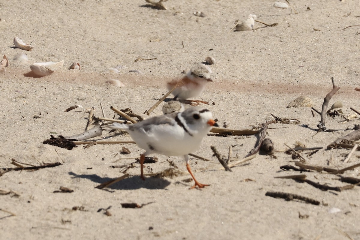 Piping Plover - ML620492170