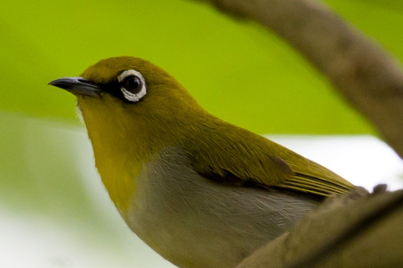 Indian White-eye - ML620492171