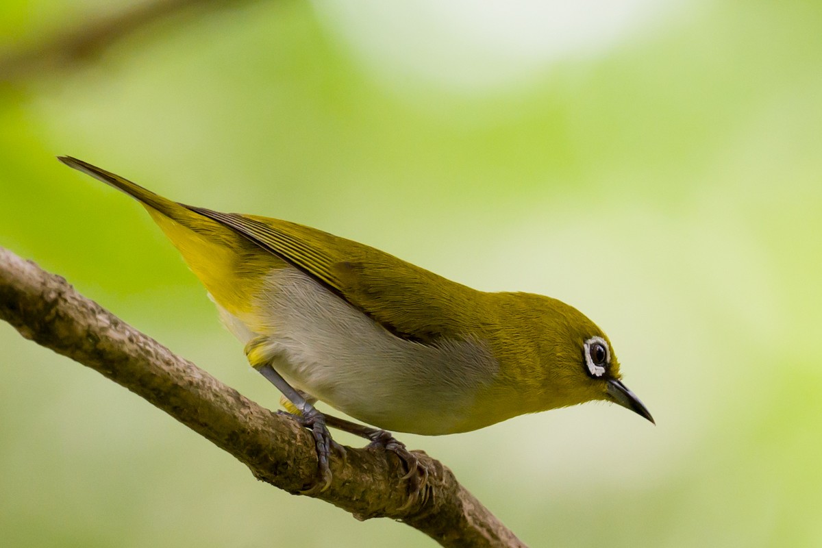 Indian White-eye - ML620492174