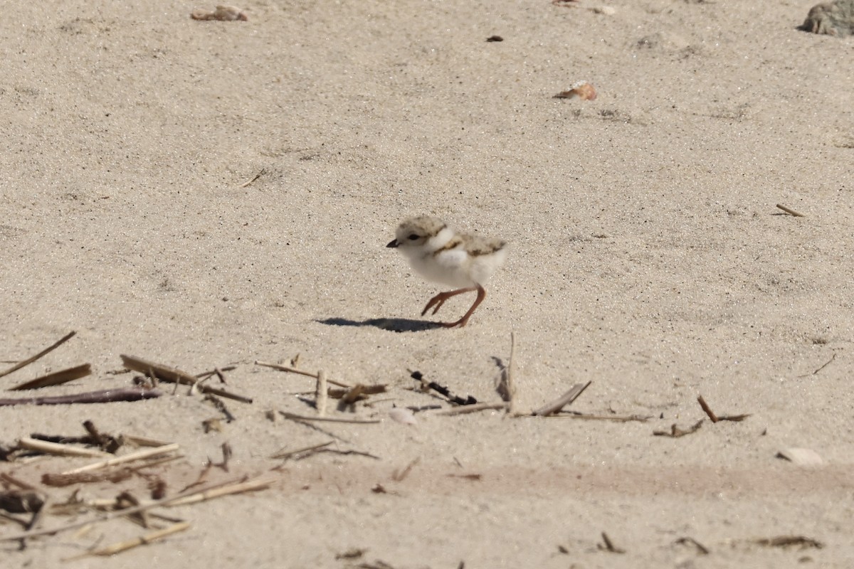 Piping Plover - ML620492176