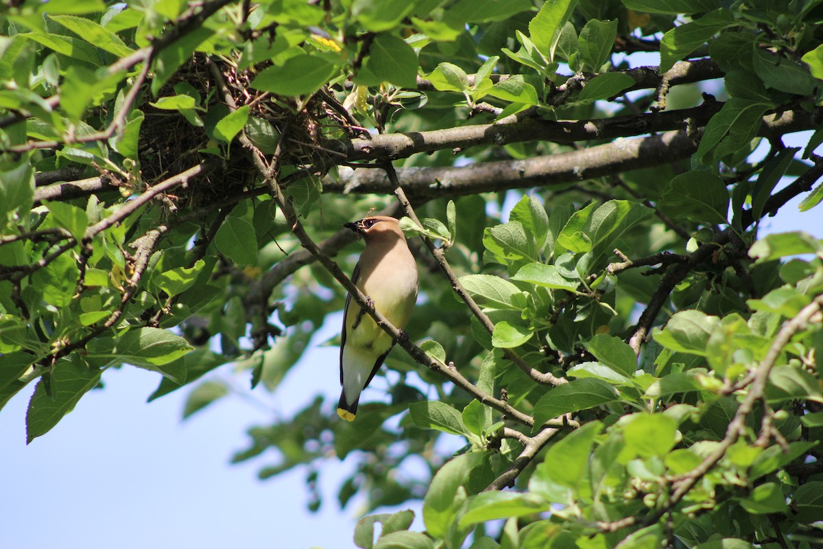 Cedar Waxwing - ML620492178