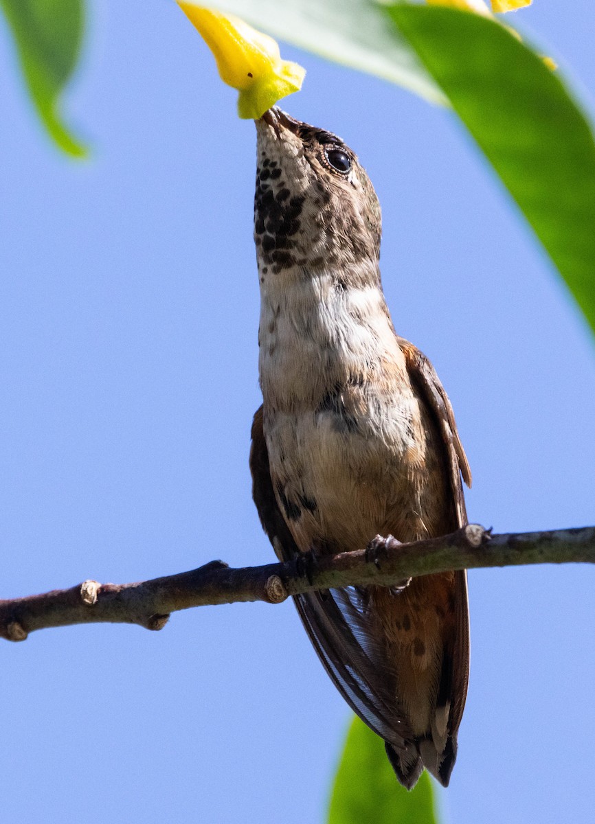 Colibrí de Allen - ML620492179