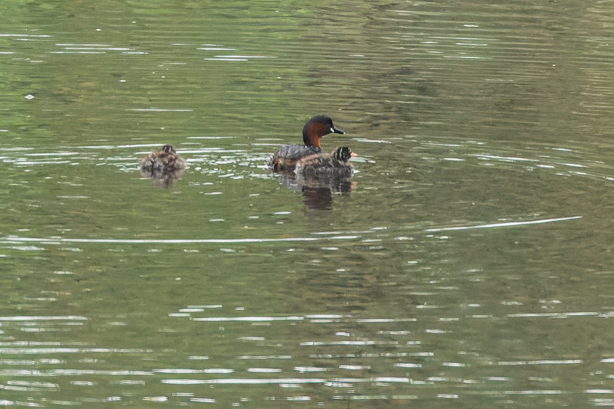 Little Grebe - ML620492181