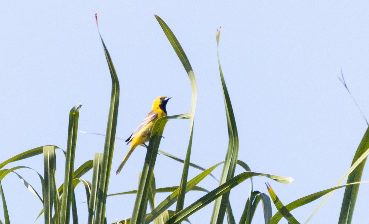 Hooded Oriole - ML620492185