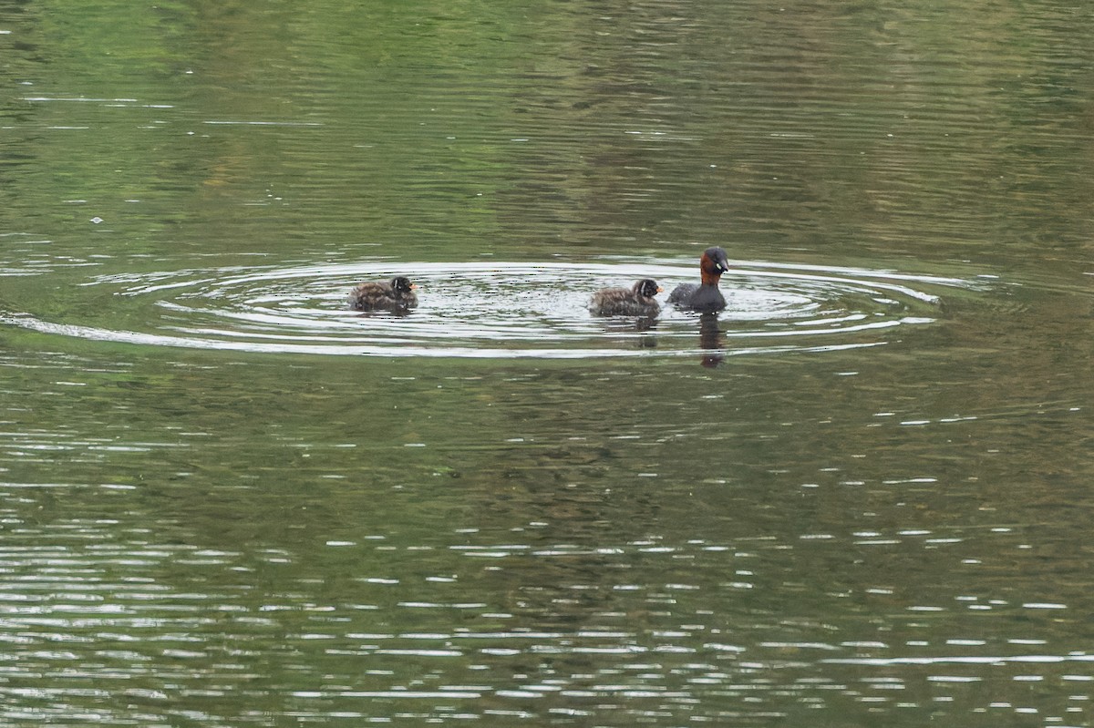 Little Grebe - ML620492186