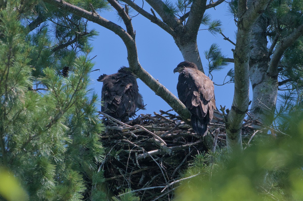 Bald Eagle - Robert Howard