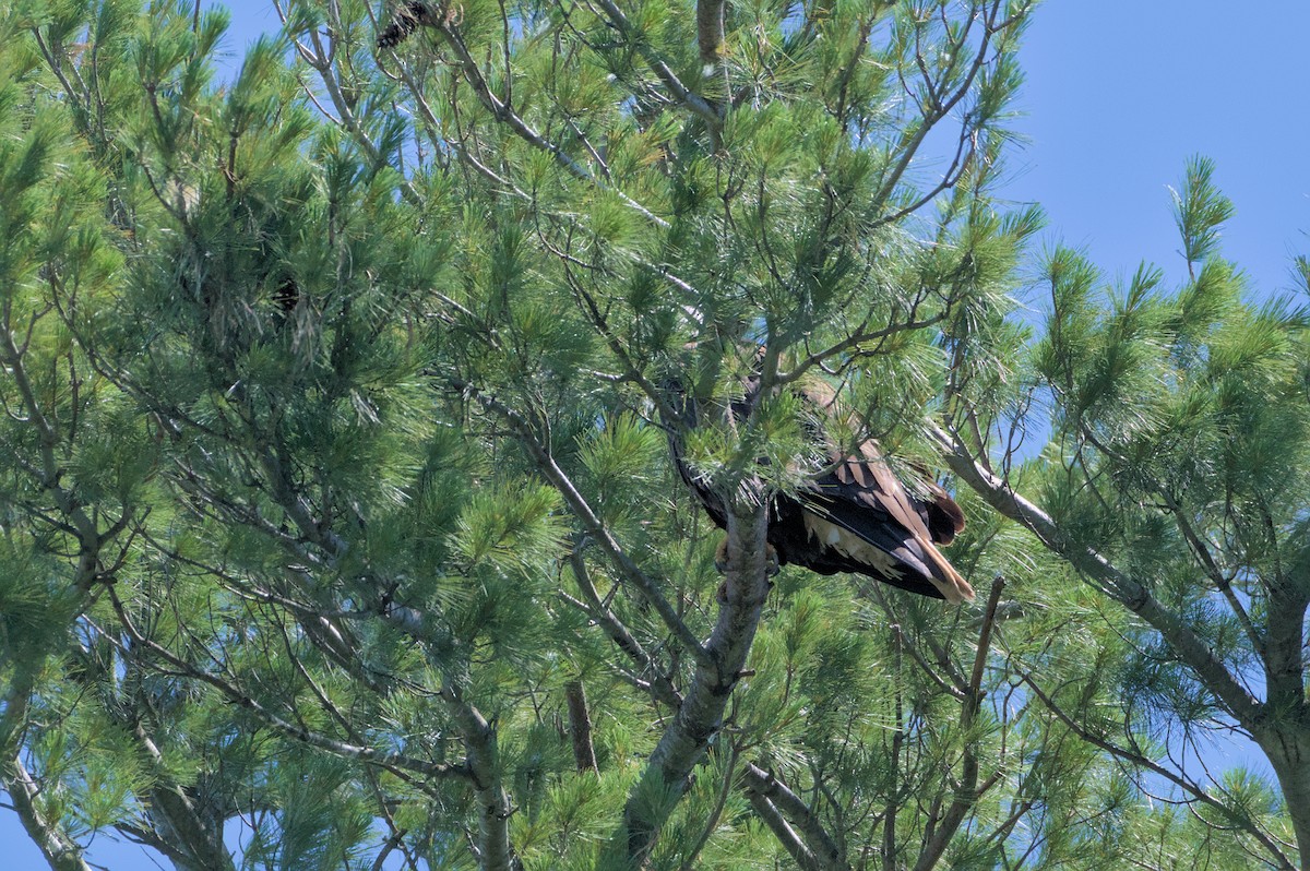 Bald Eagle - ML620492190