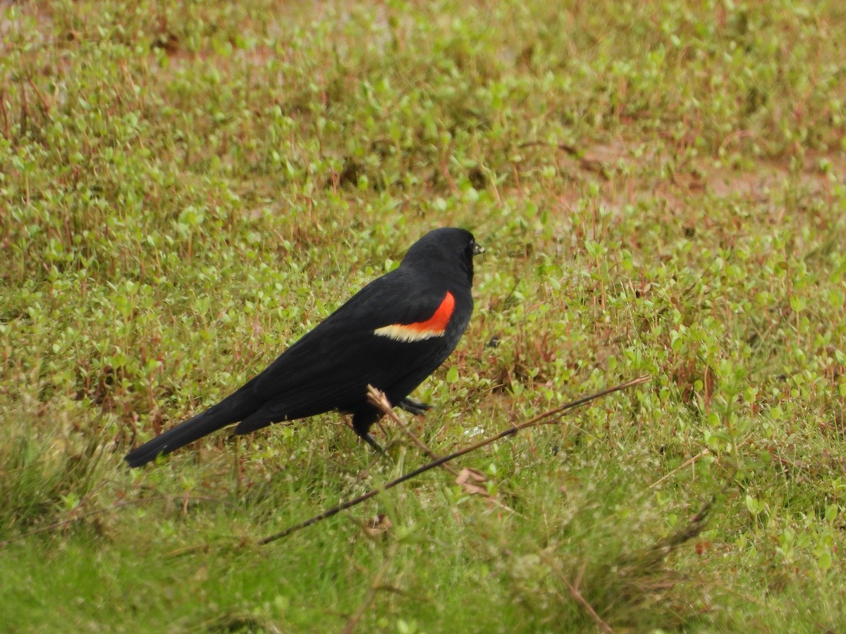 Red-winged Blackbird - David Gravermoen