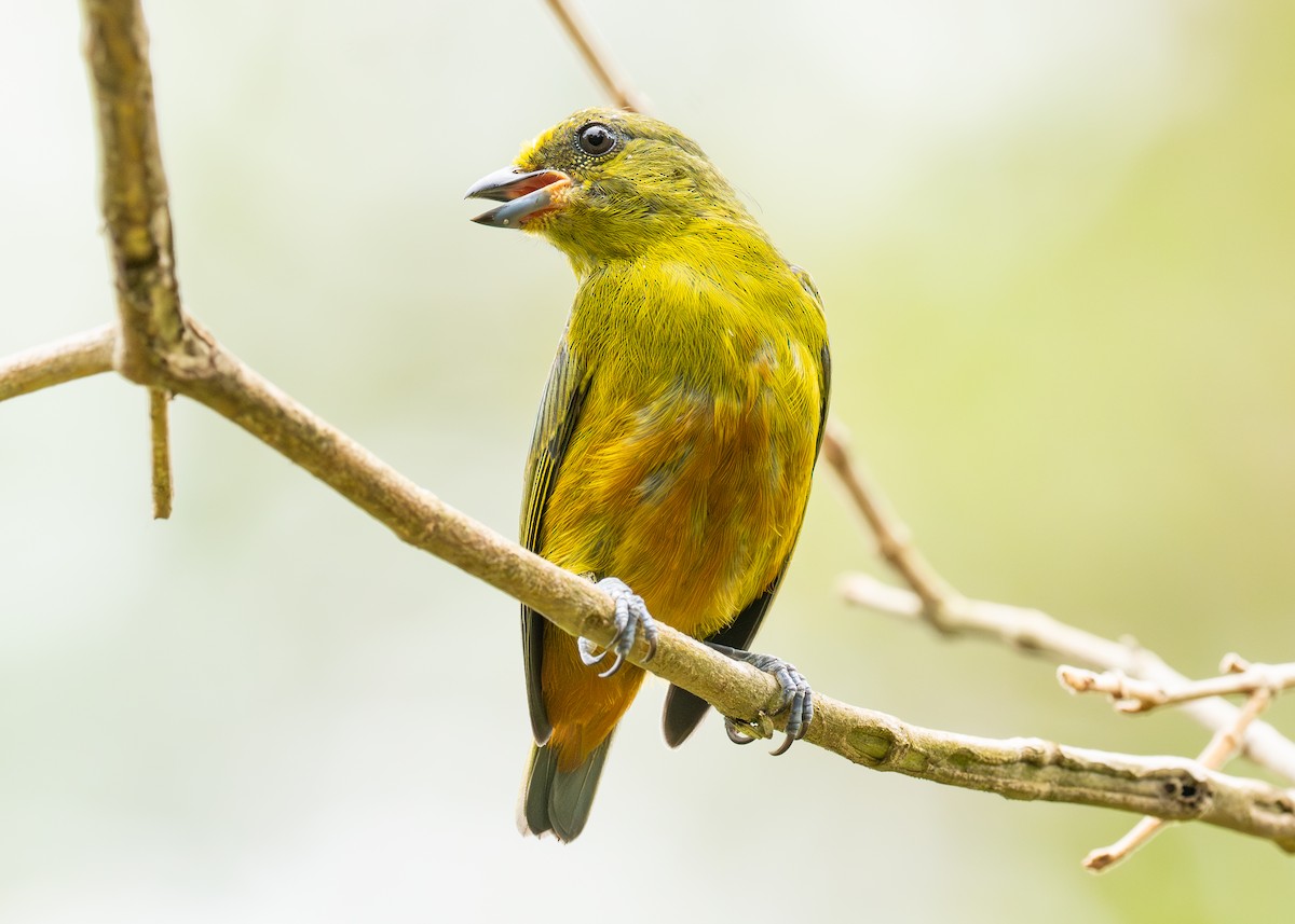 Olive-backed Euphonia - ML620492196