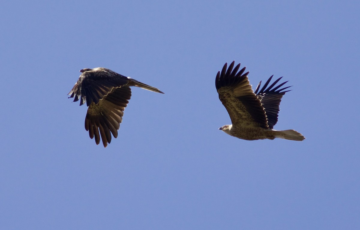 Whistling Kite - ML620492198