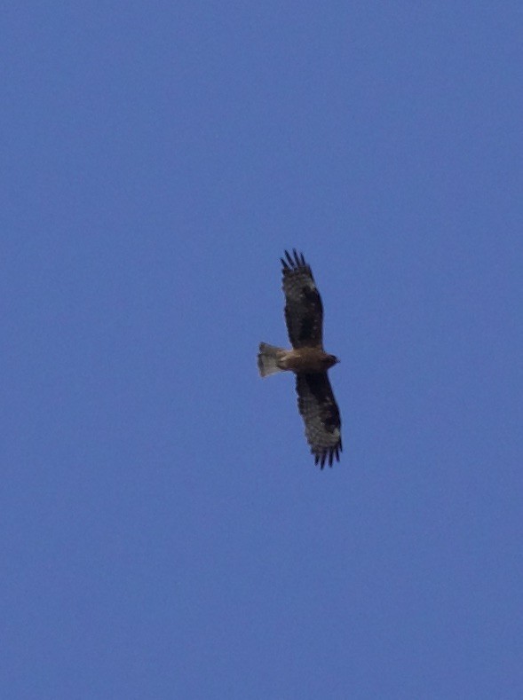 Águila Chica - ML620492199