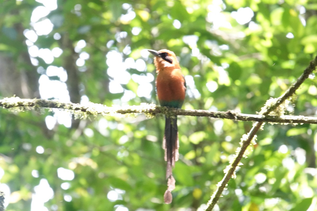 Rufous Motmot - ML620492205