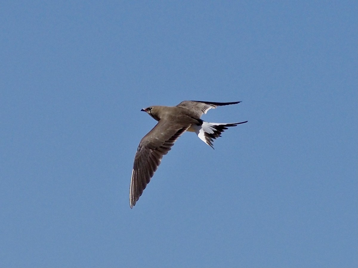 Collared Pratincole - Francisco Rivas  🪶