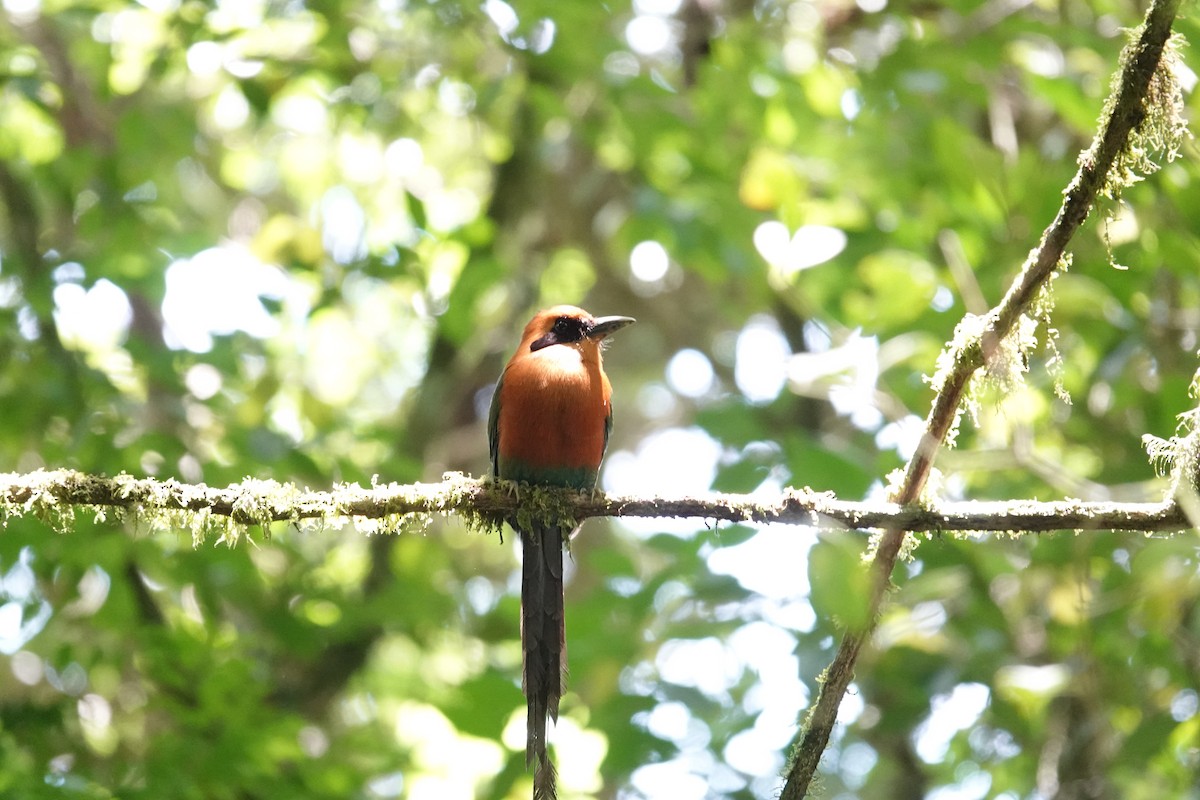 Rufous Motmot - ML620492209