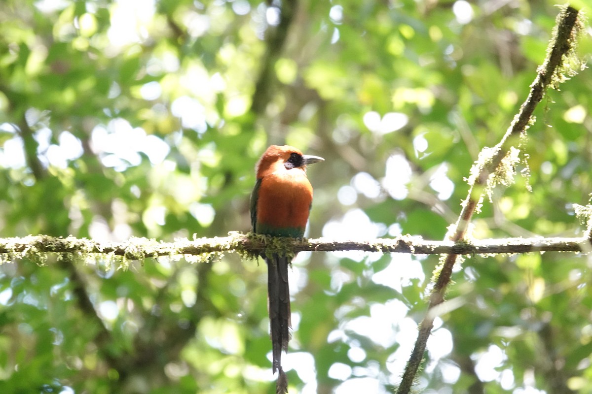 Rufous Motmot - ML620492210