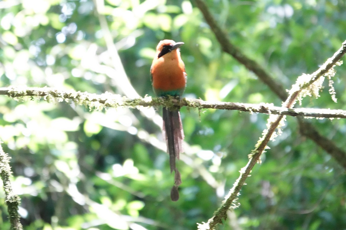 Rufous Motmot - ML620492212