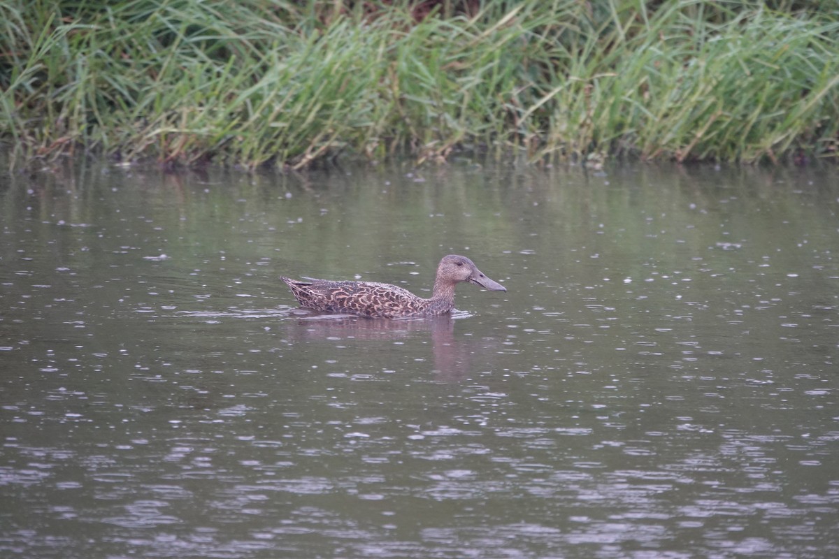 Cape Shoveler - ML620492215