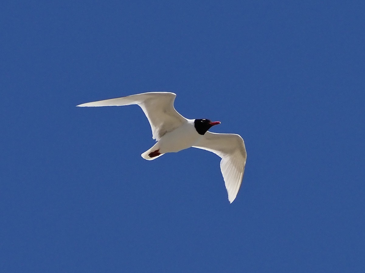 Mediterranean Gull - ML620492216