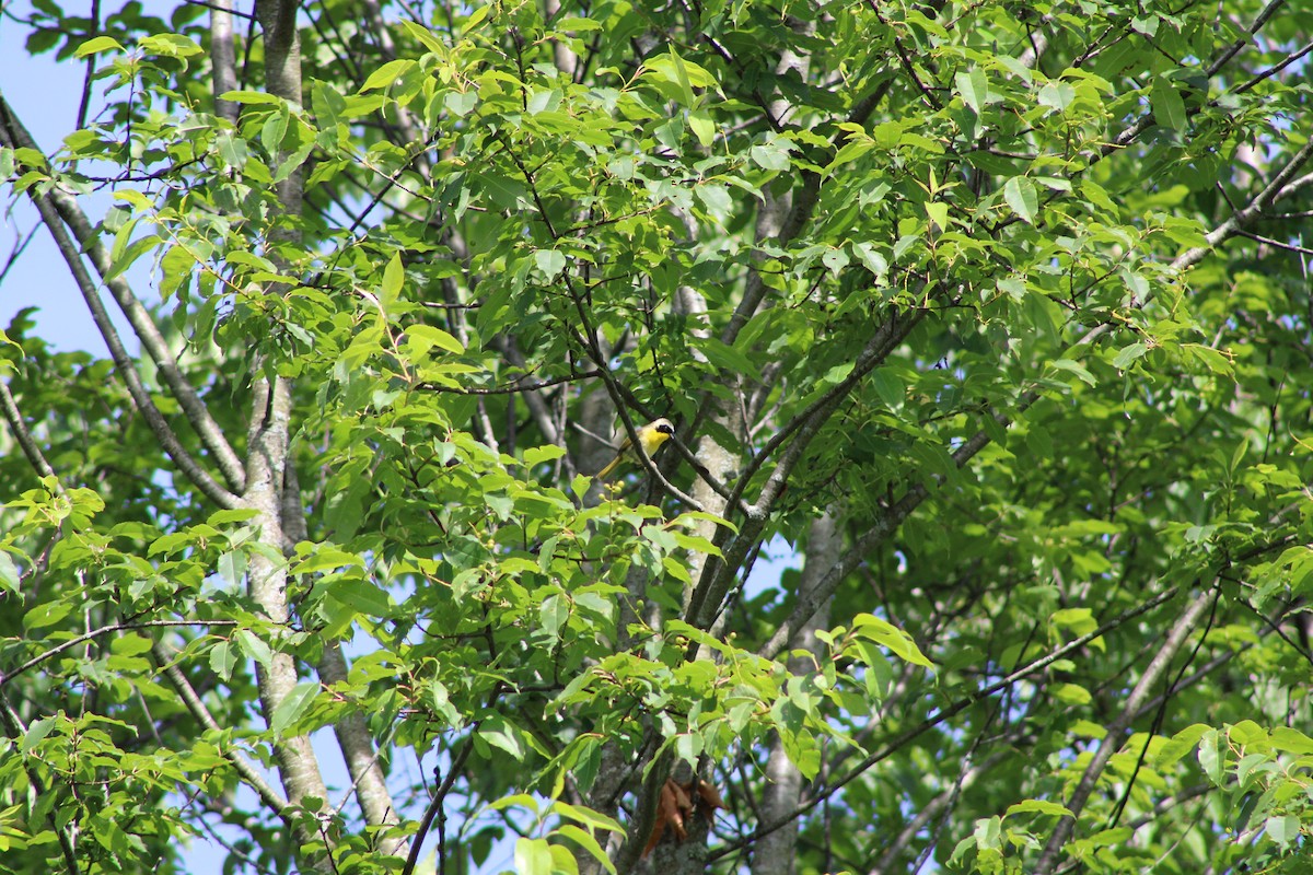 Common Yellowthroat - ML620492217