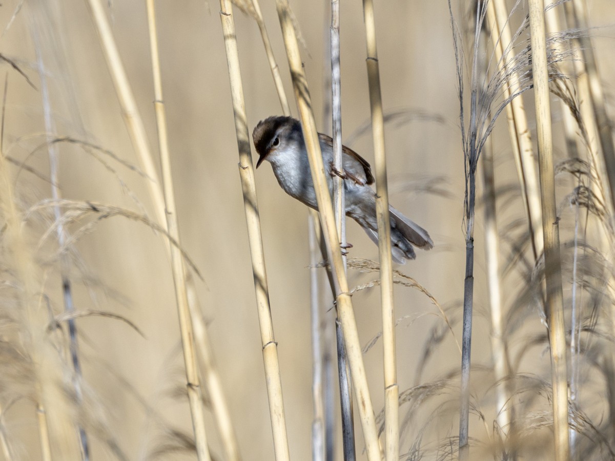 Cetti's Warbler - ML620492224