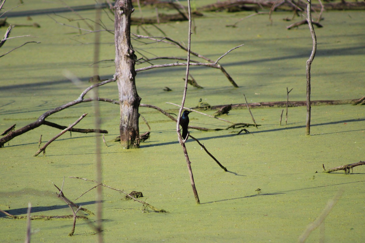 Common Grackle - ML620492225