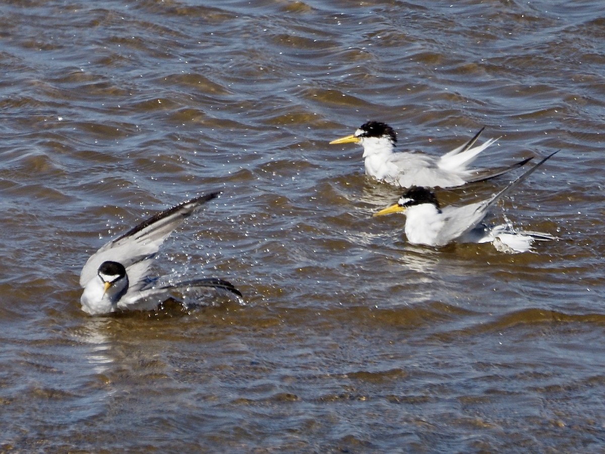 Little Tern - ML620492228