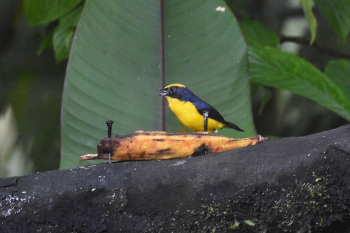 Thick-billed Euphonia - ML620492236