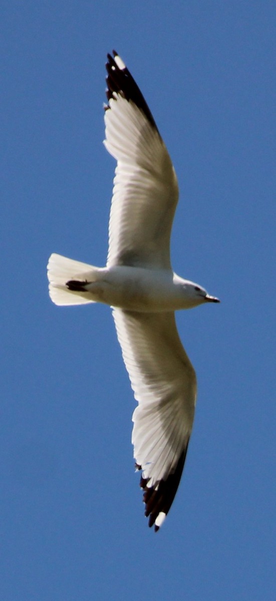 Ring-billed Gull - ML620492240