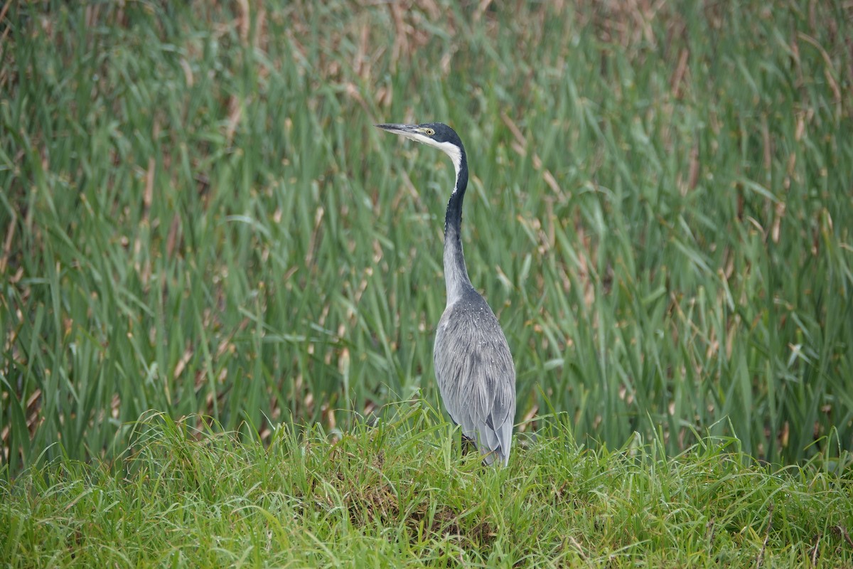 Black-headed Heron - Juan Pablo Arboleda