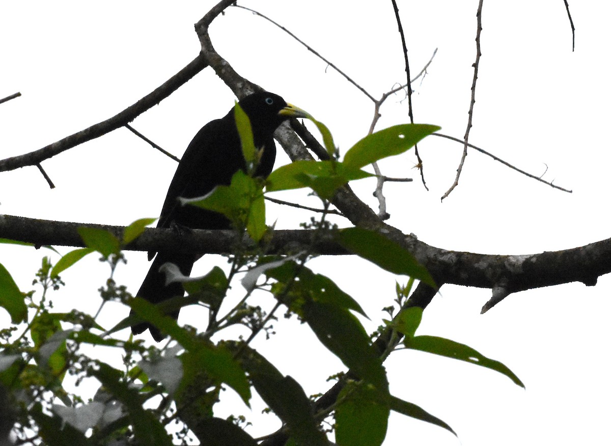 Cacique Lomiescarlata - ML620492254