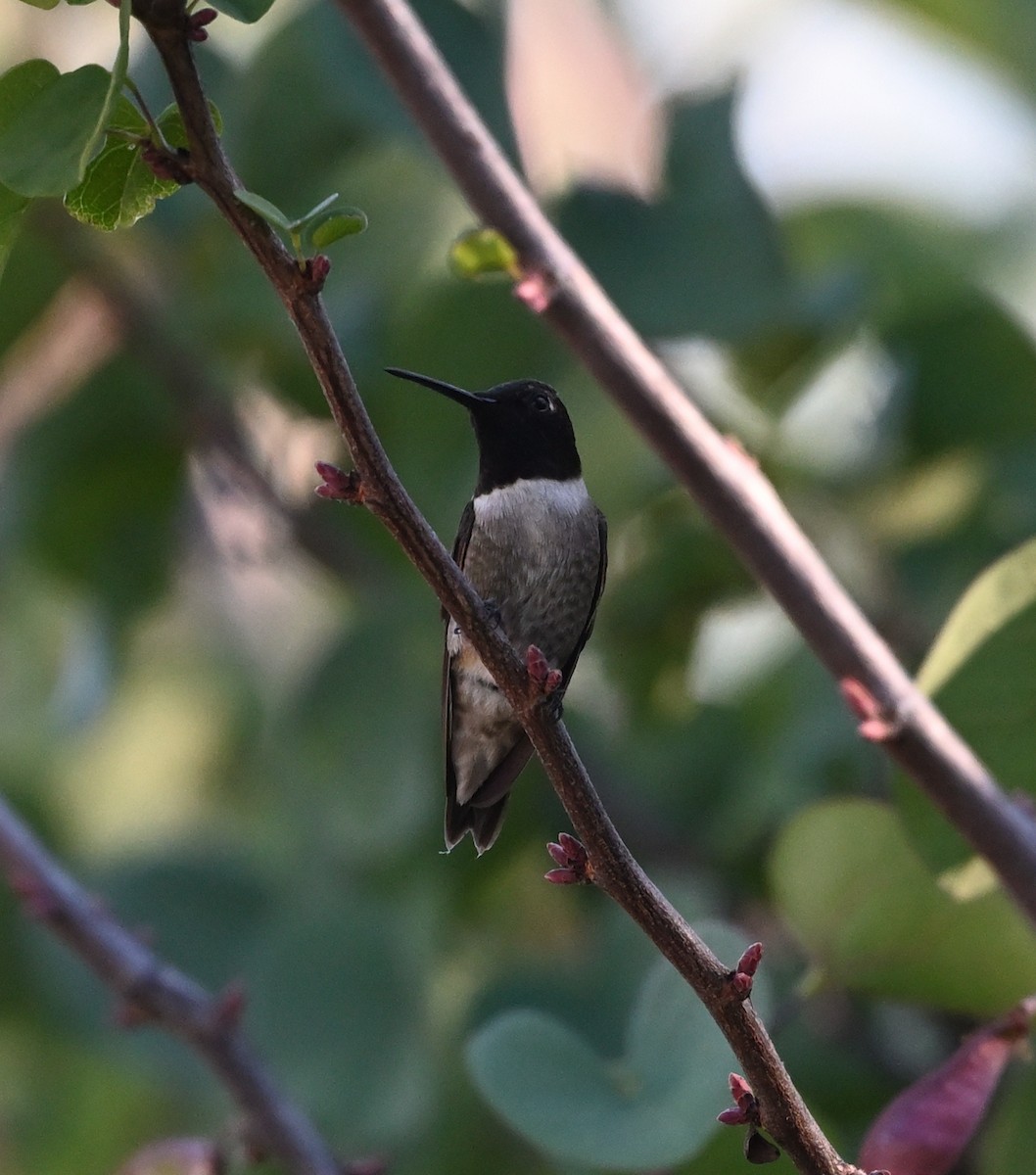 Black-chinned Hummingbird - ML620492255