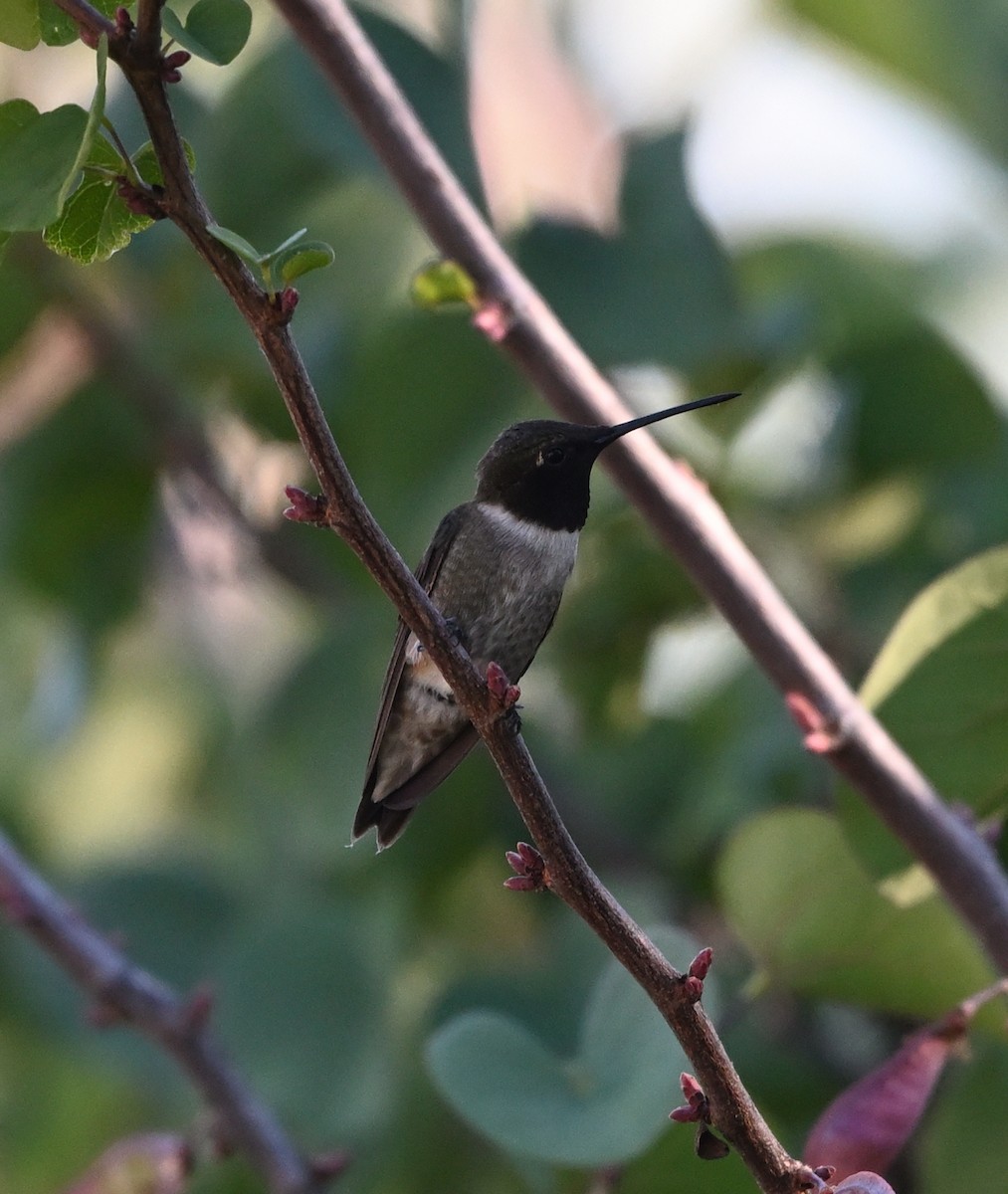 Black-chinned Hummingbird - ML620492256