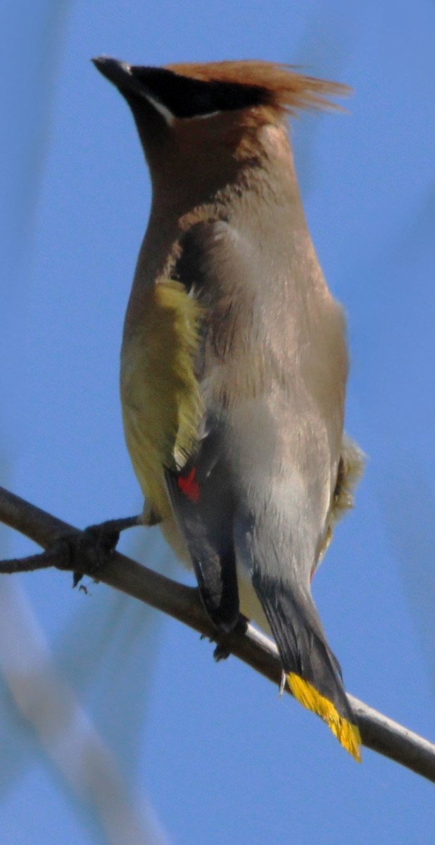 Cedar Waxwing - ML620492258