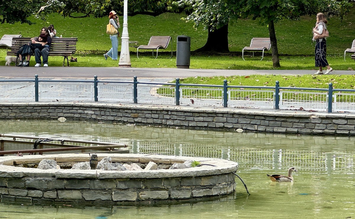 Egyptian Goose - ML620492262