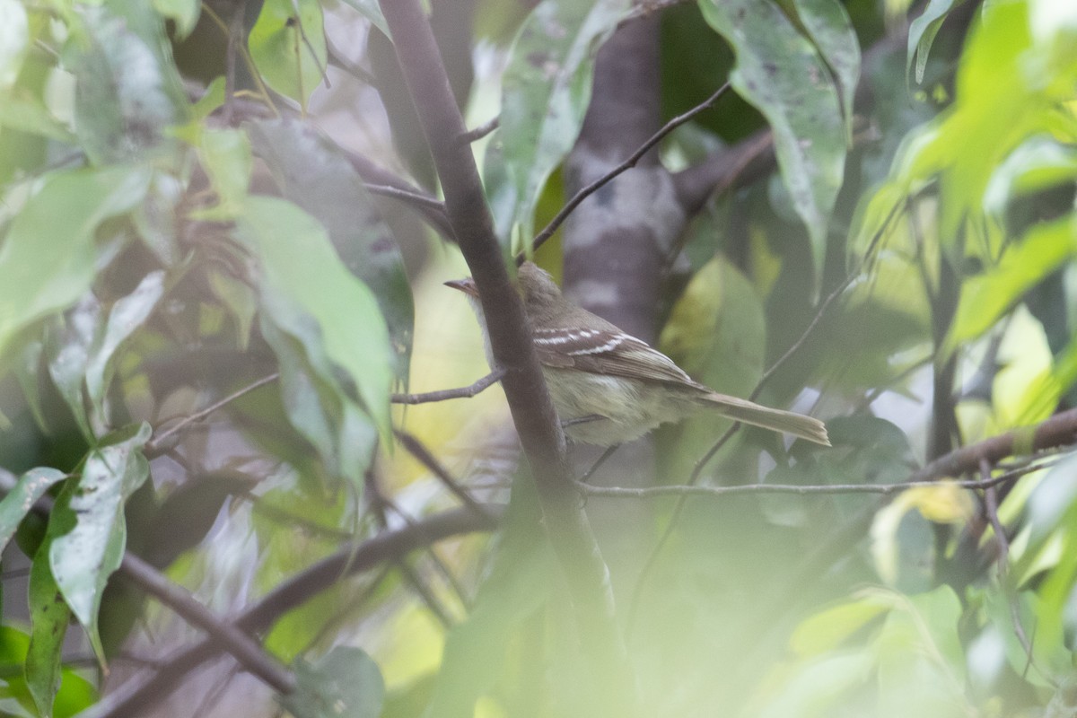 Small-billed Elaenia - ML620492263