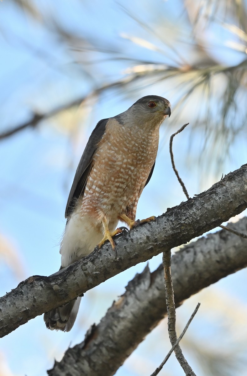 Sharp-shinned Hawk - ML620492268