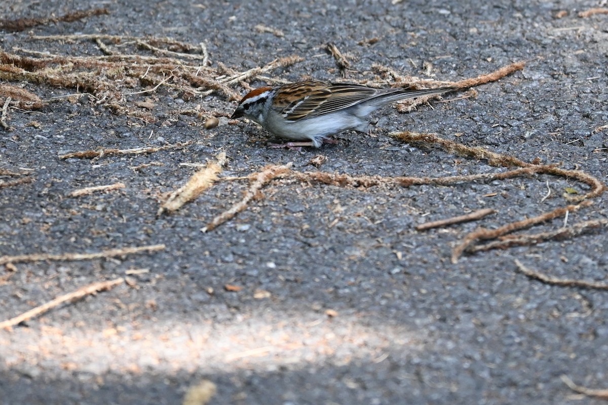 Chipping Sparrow - ML620492270