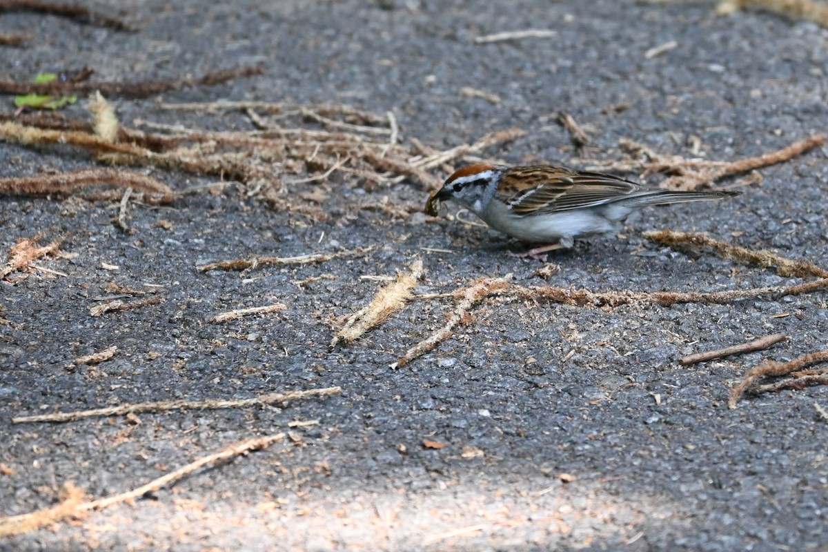 Chipping Sparrow - Douglas Wake