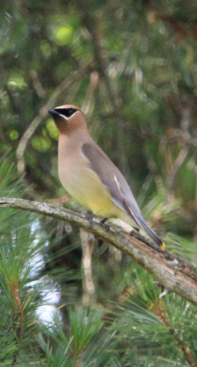 Cedar Waxwing - ML620492273