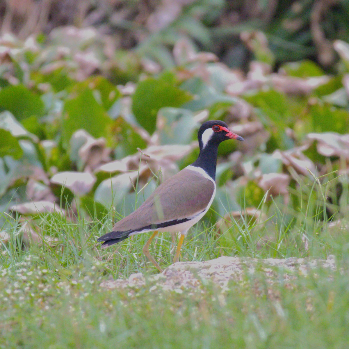 Red-wattled Lapwing - ML620492274