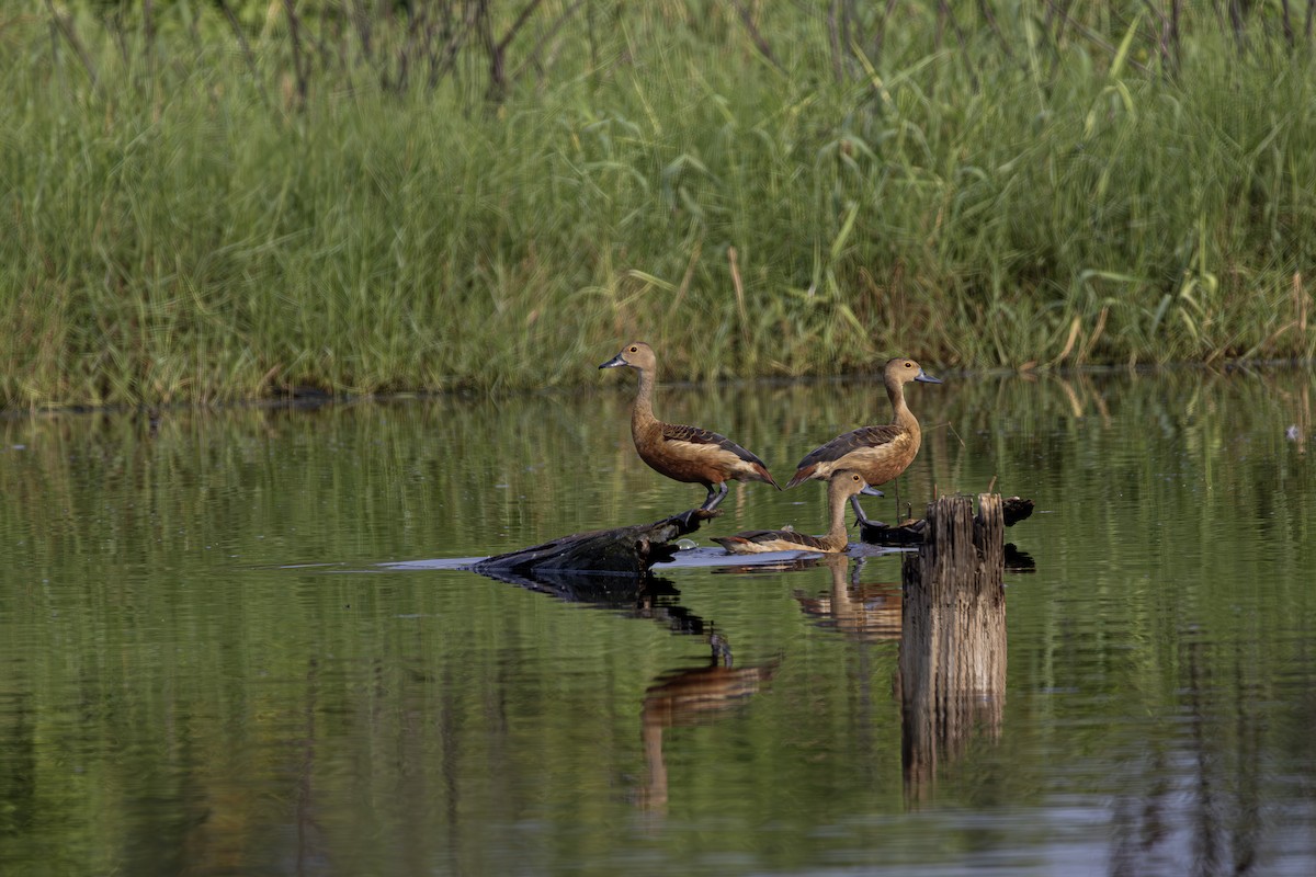 Lesser Whistling-Duck - ML620492281