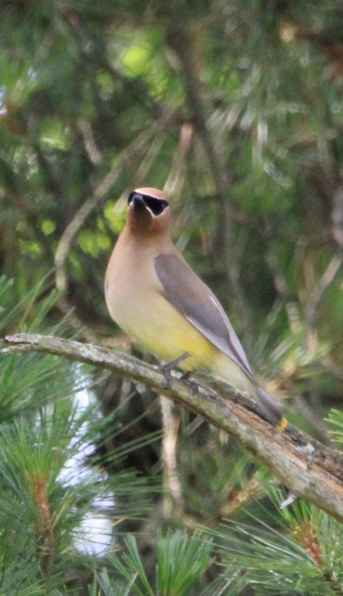 Cedar Waxwing - ML620492282