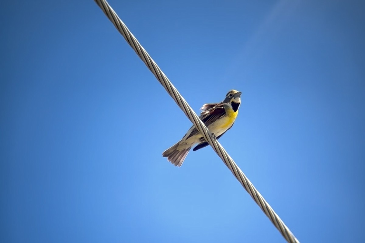 Dickcissel - Jude Szabo