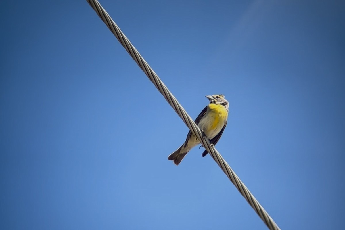 Dickcissel - ML620492289